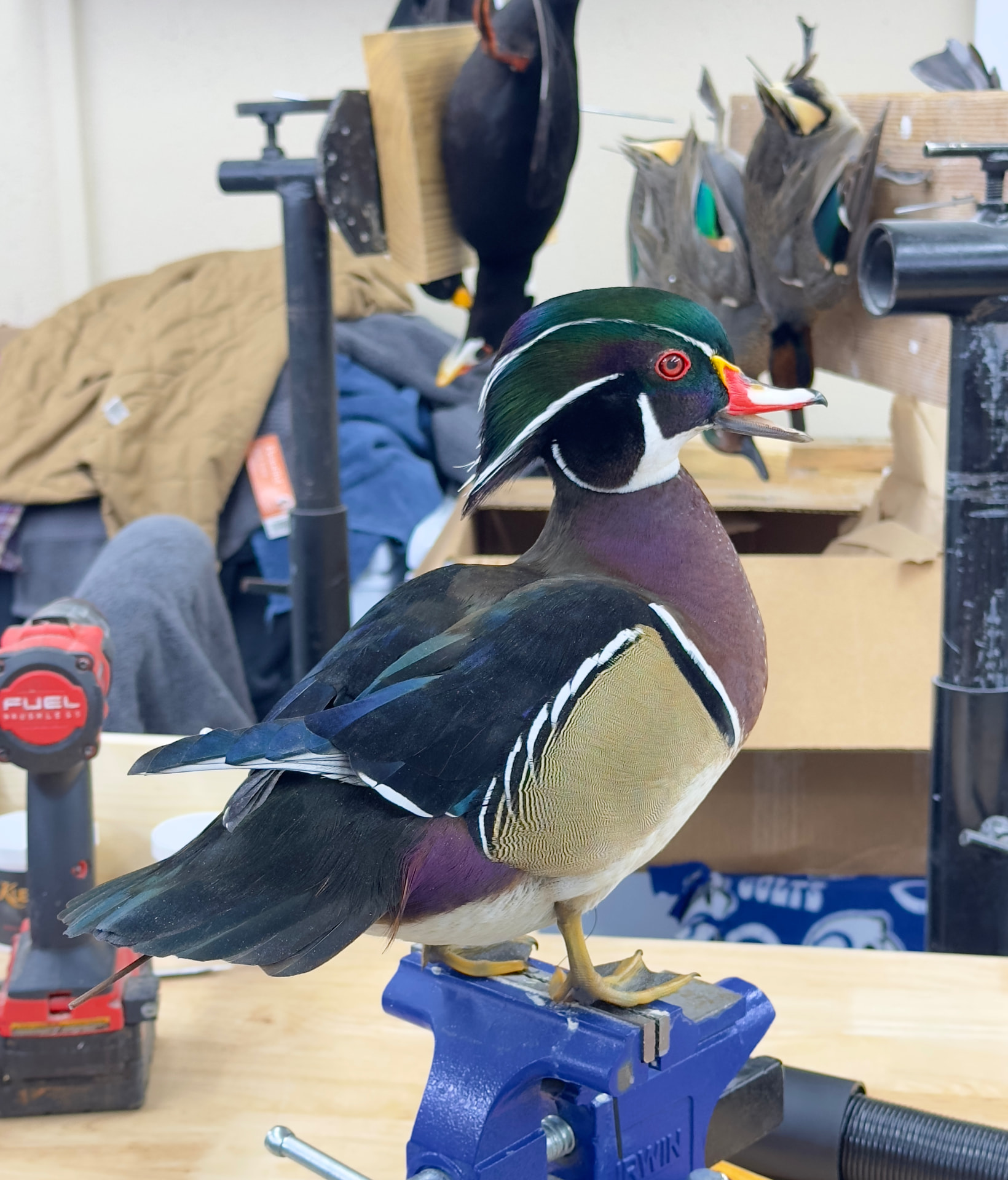 Waterfowl mount by E. Star Waterfowl Taxidermy.