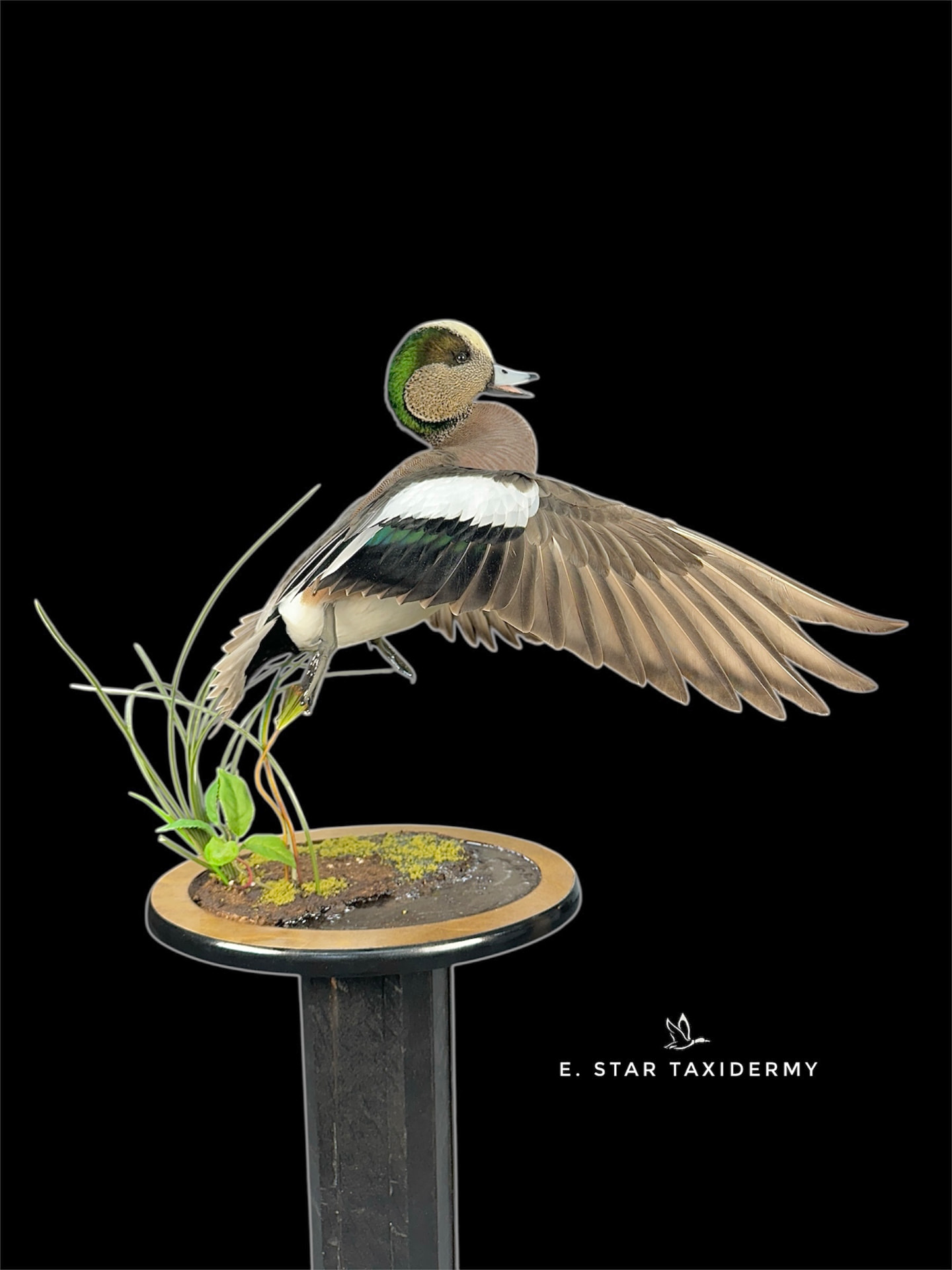Waterfowl mount by E. Star Waterfowl Taxidermy.