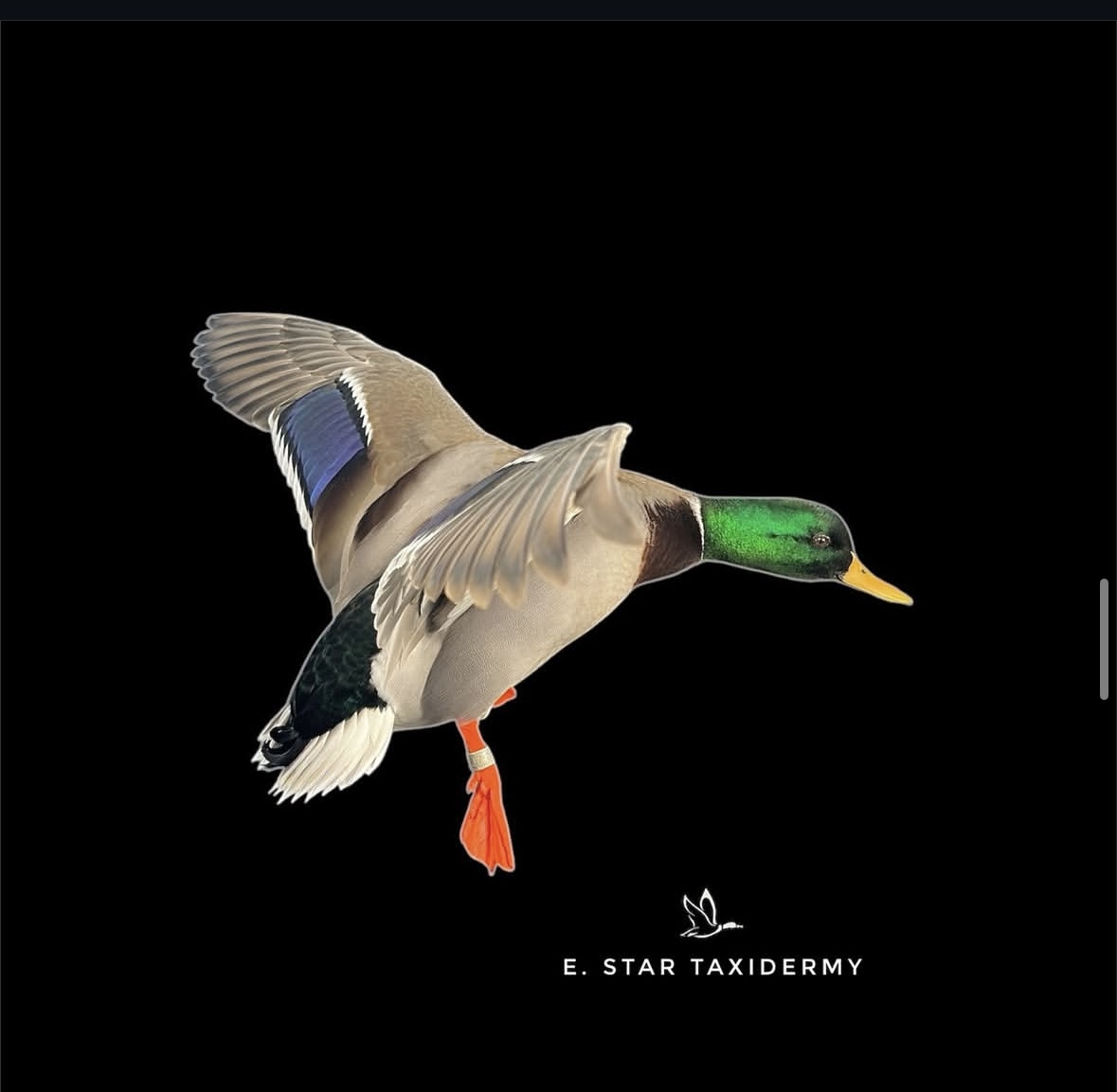 Waterfowl mount by E. Star Waterfowl Taxidermy.