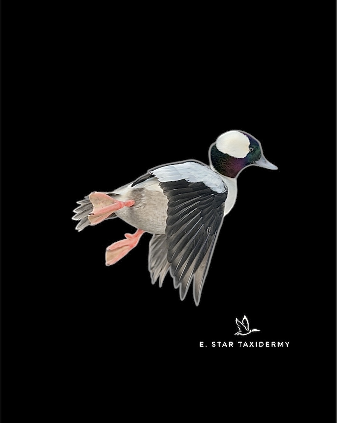 Waterfowl mount by E. Star Waterfowl Taxidermy.