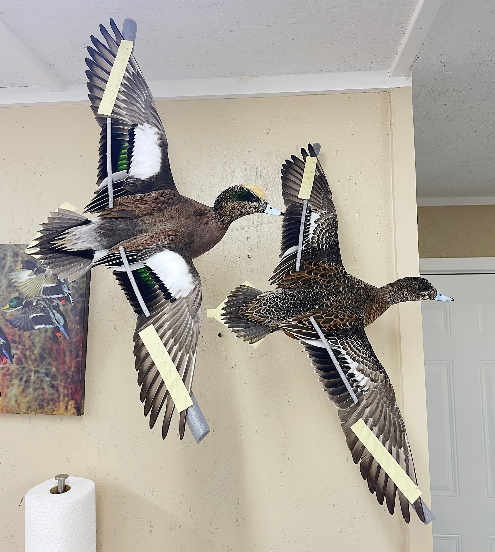 Waterfowl mount by E. Star Waterfowl Taxidermy.