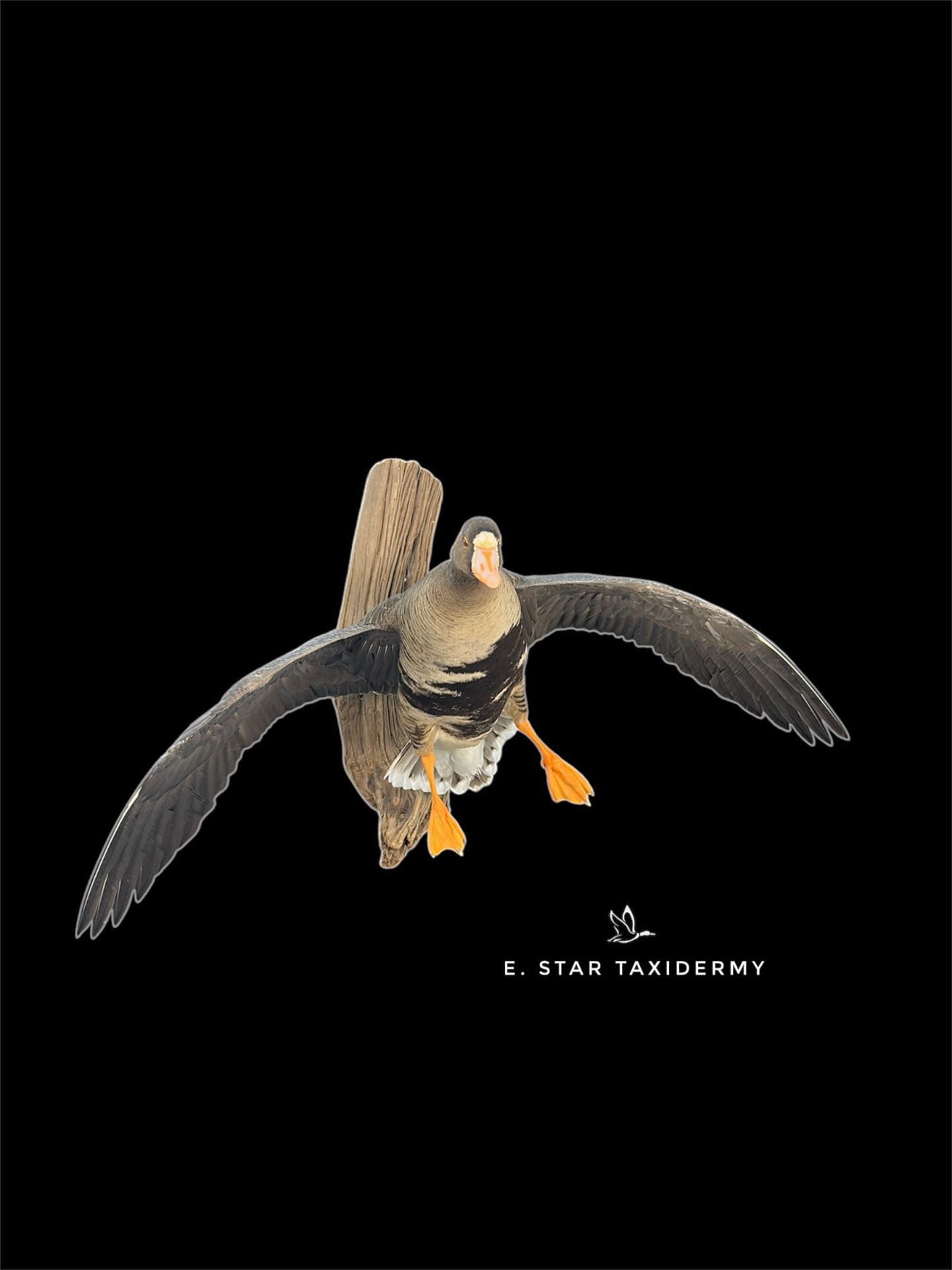 Waterfowl mount by E. Star Waterfowl Taxidermy.
