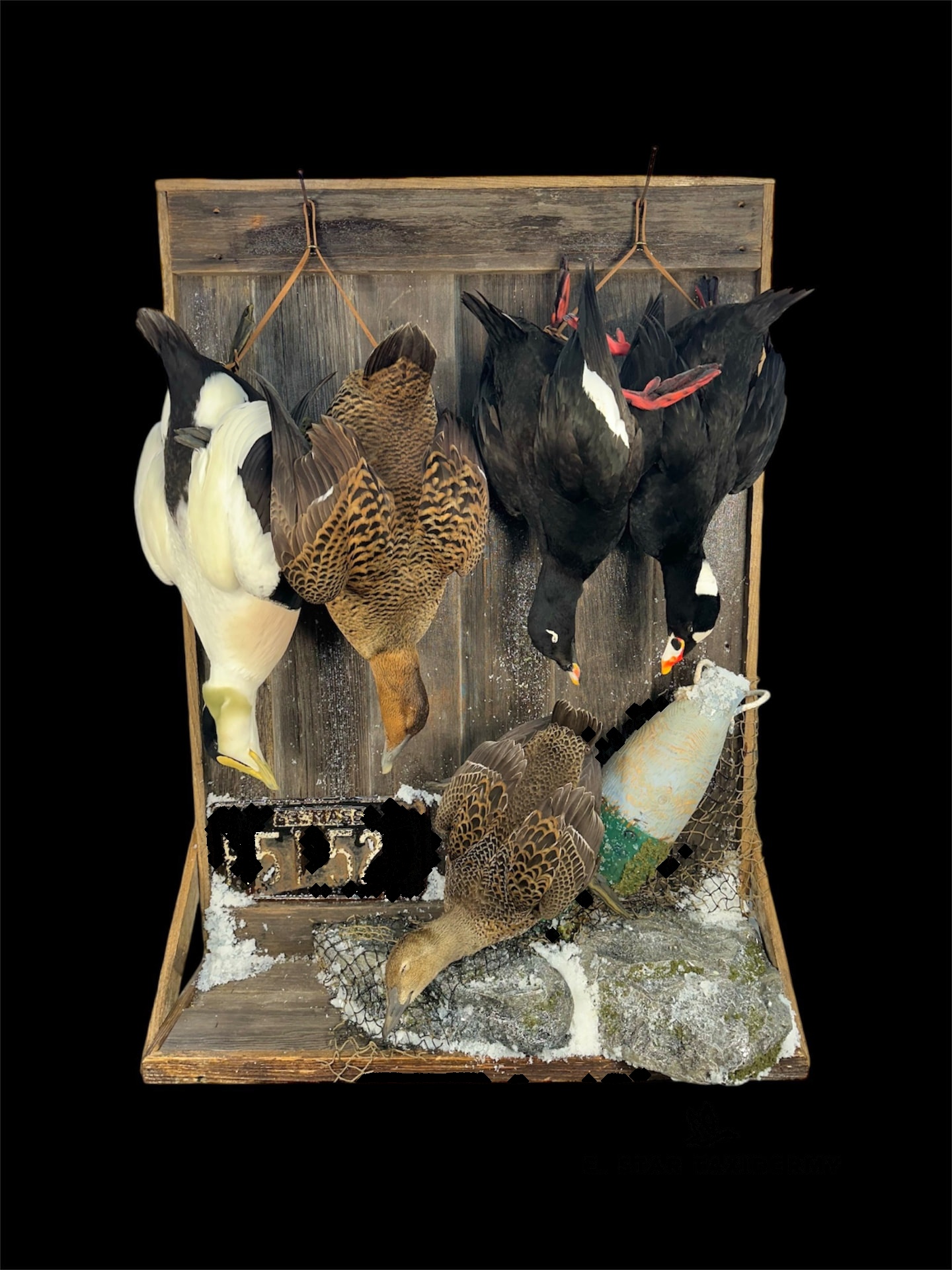 Waterfowl mount by E. Star Waterfowl Taxidermy.