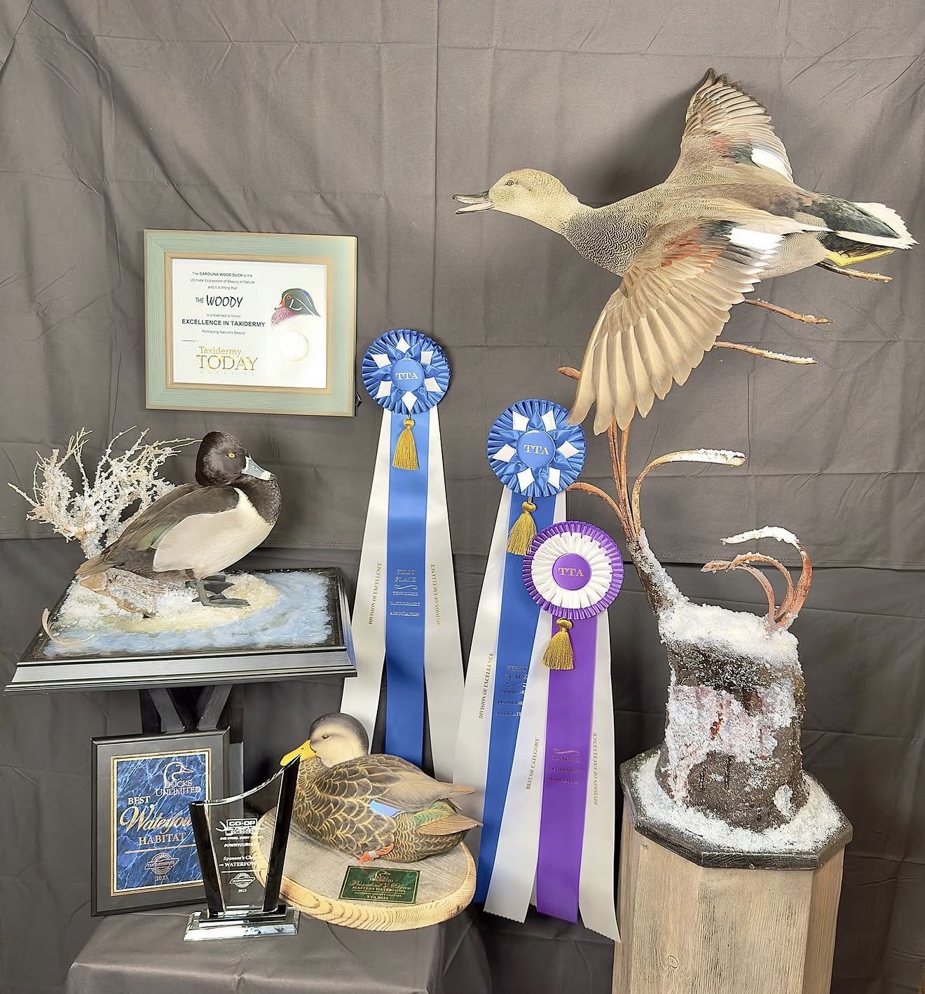Competition award won by E. Star Waterfowl Taxidermy.