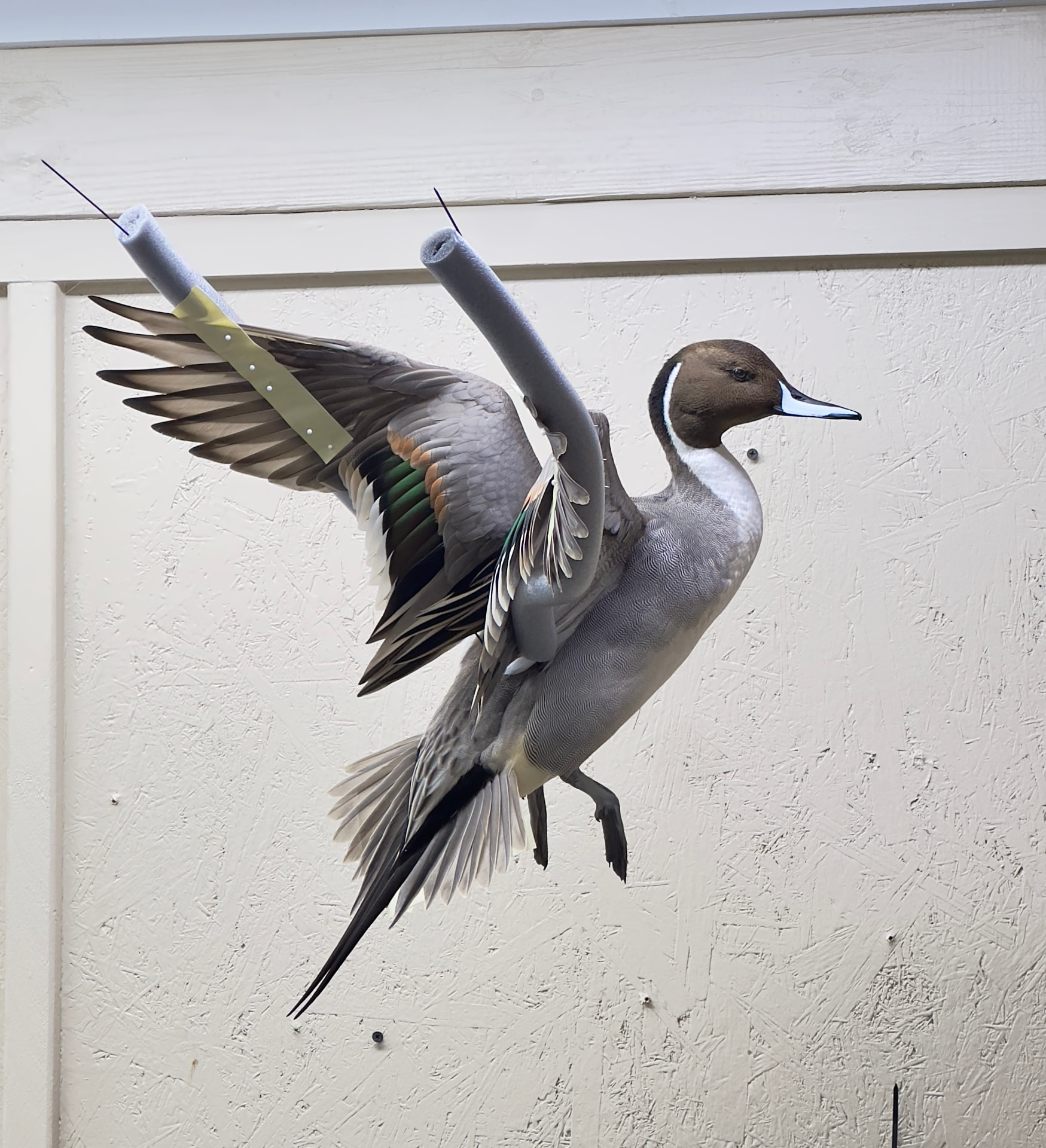 Waterfowl mount by E. Star Waterfowl Taxidermy.