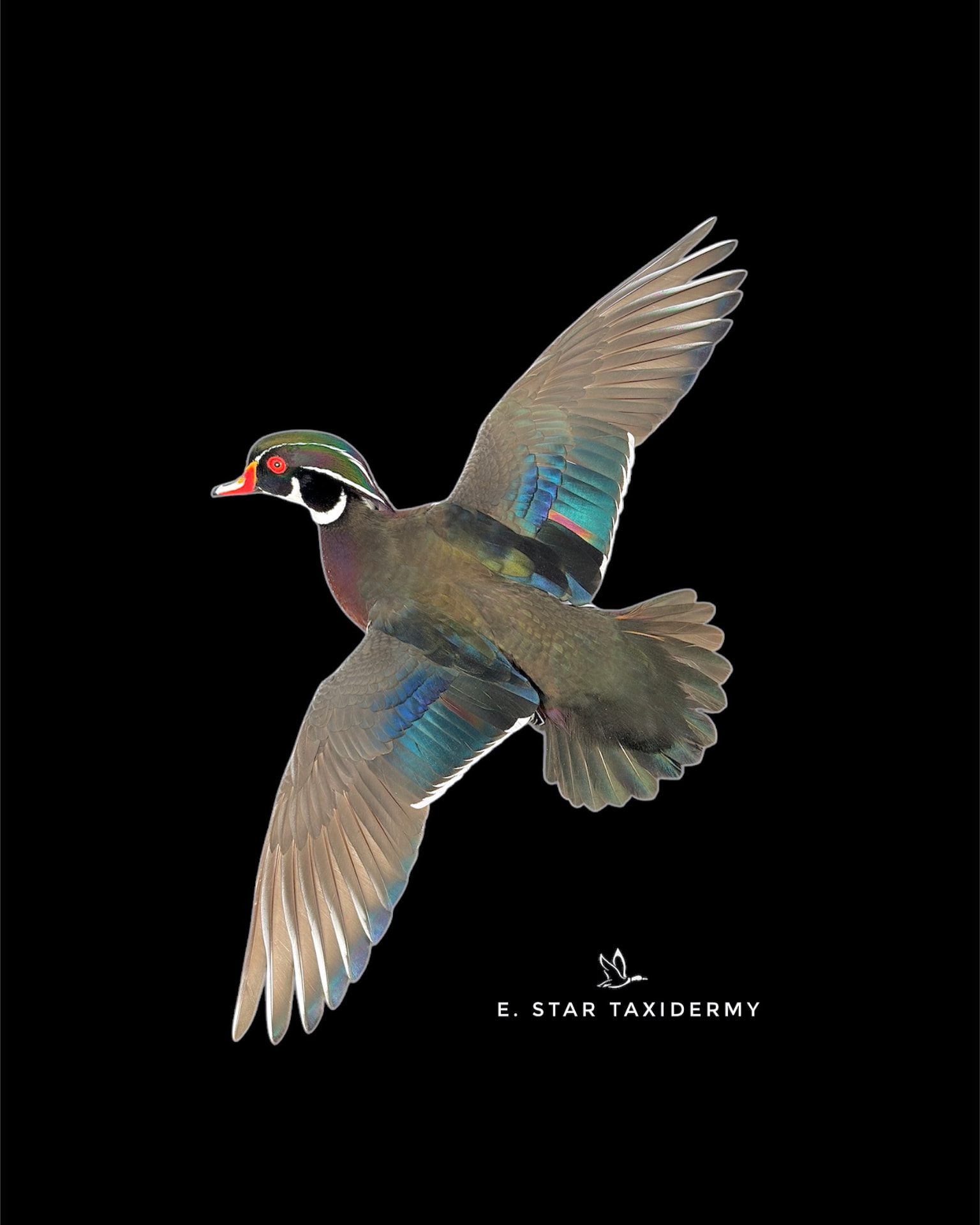 Waterfowl mount by E. Star Waterfowl Taxidermy.
