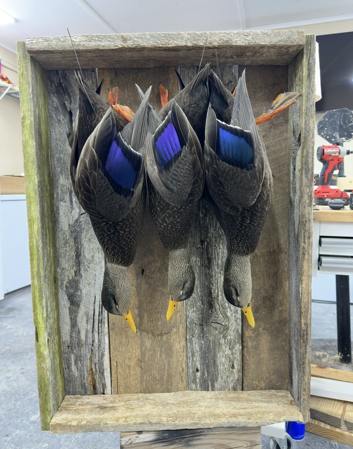 Waterfowl mount by E. Star Waterfowl Taxidermy.