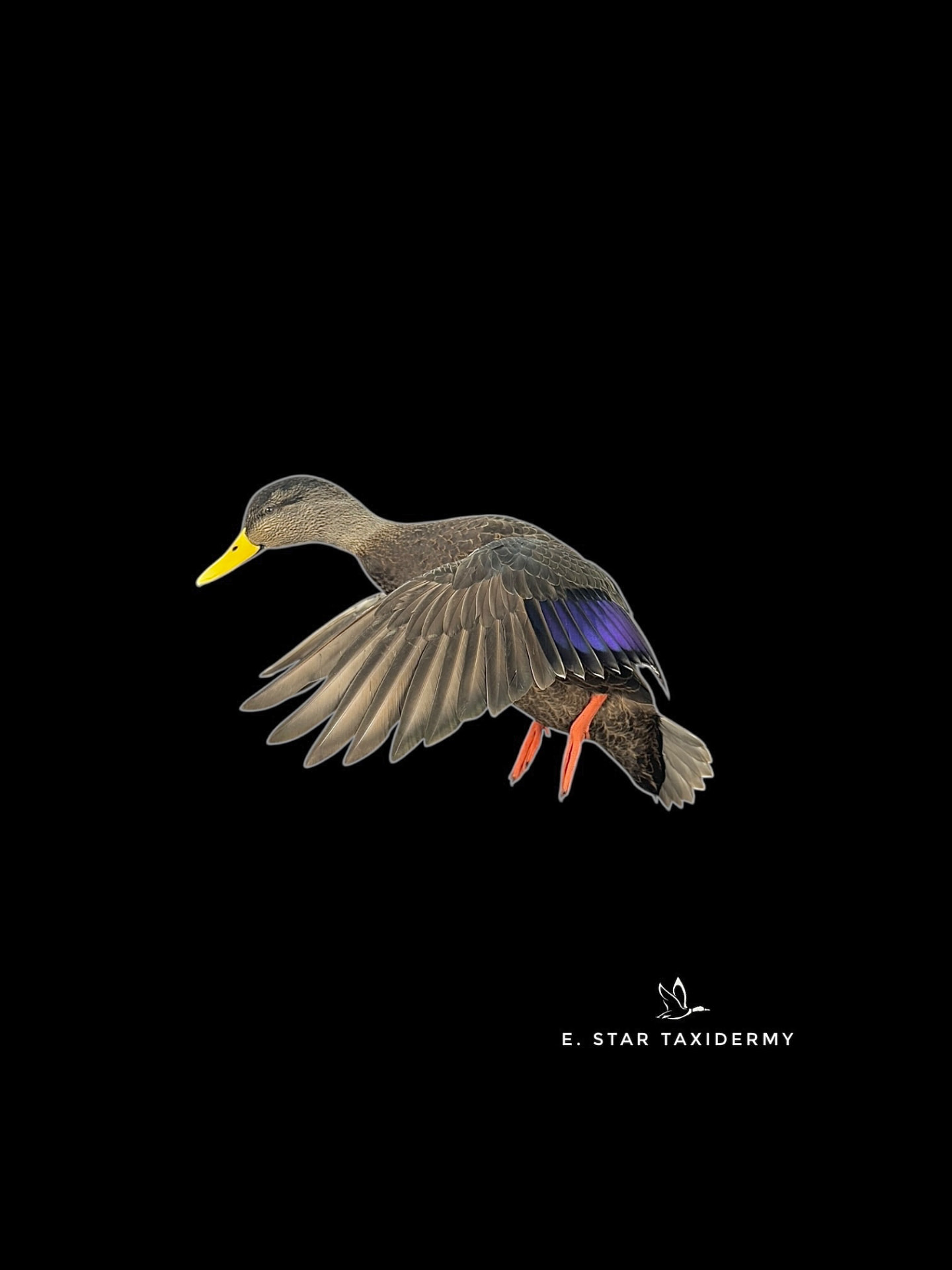Waterfowl mount by E. Star Waterfowl Taxidermy.