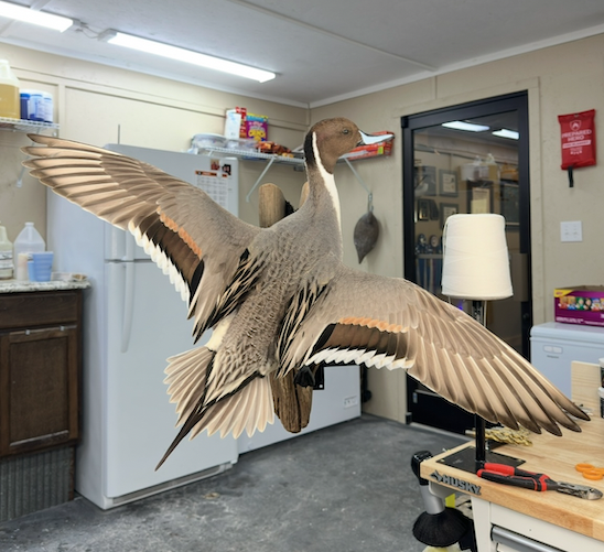 Waterfowl mount by E. Star Waterfowl Taxidermy.