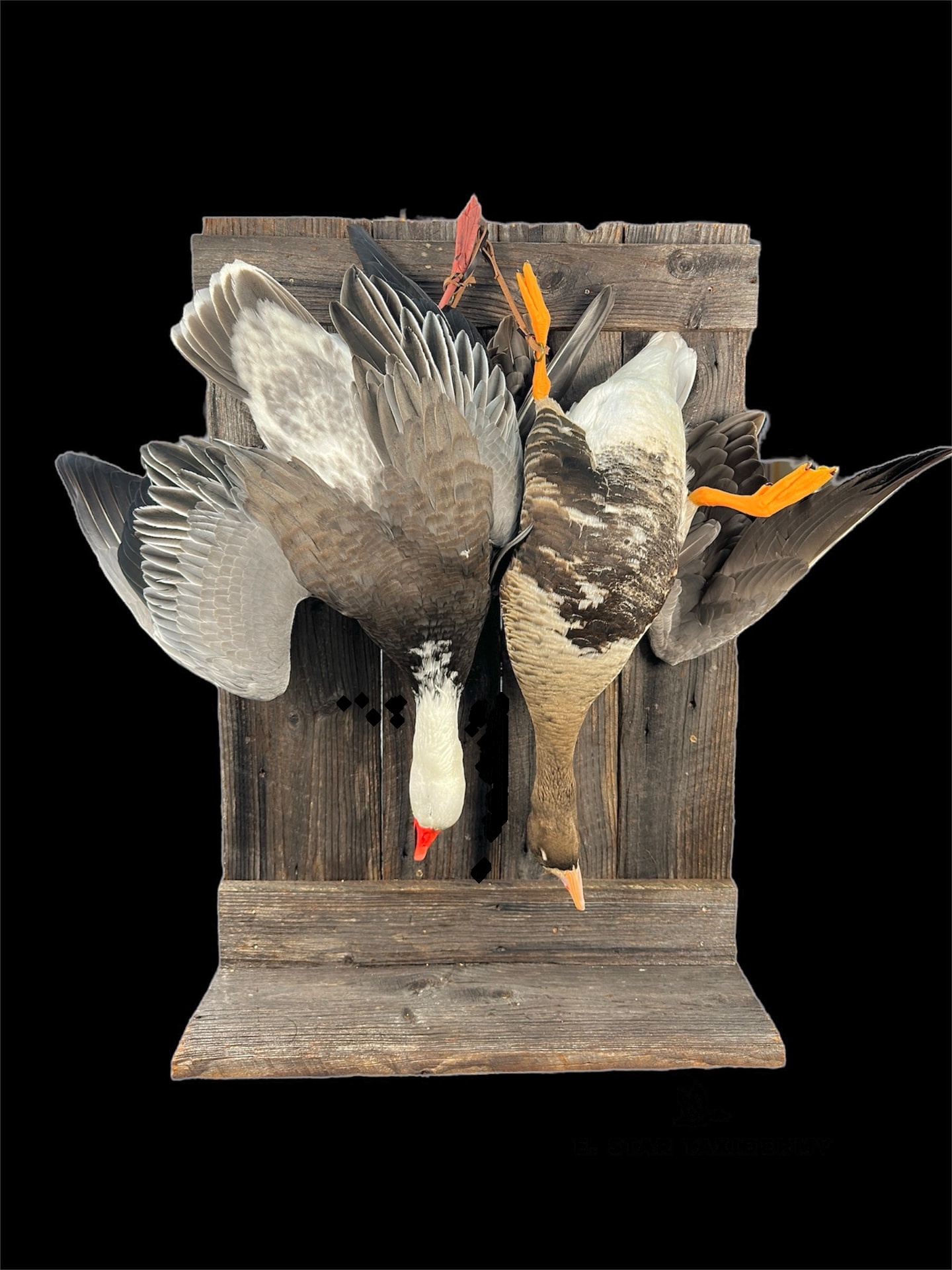 Waterfowl mount by E. Star Waterfowl Taxidermy.