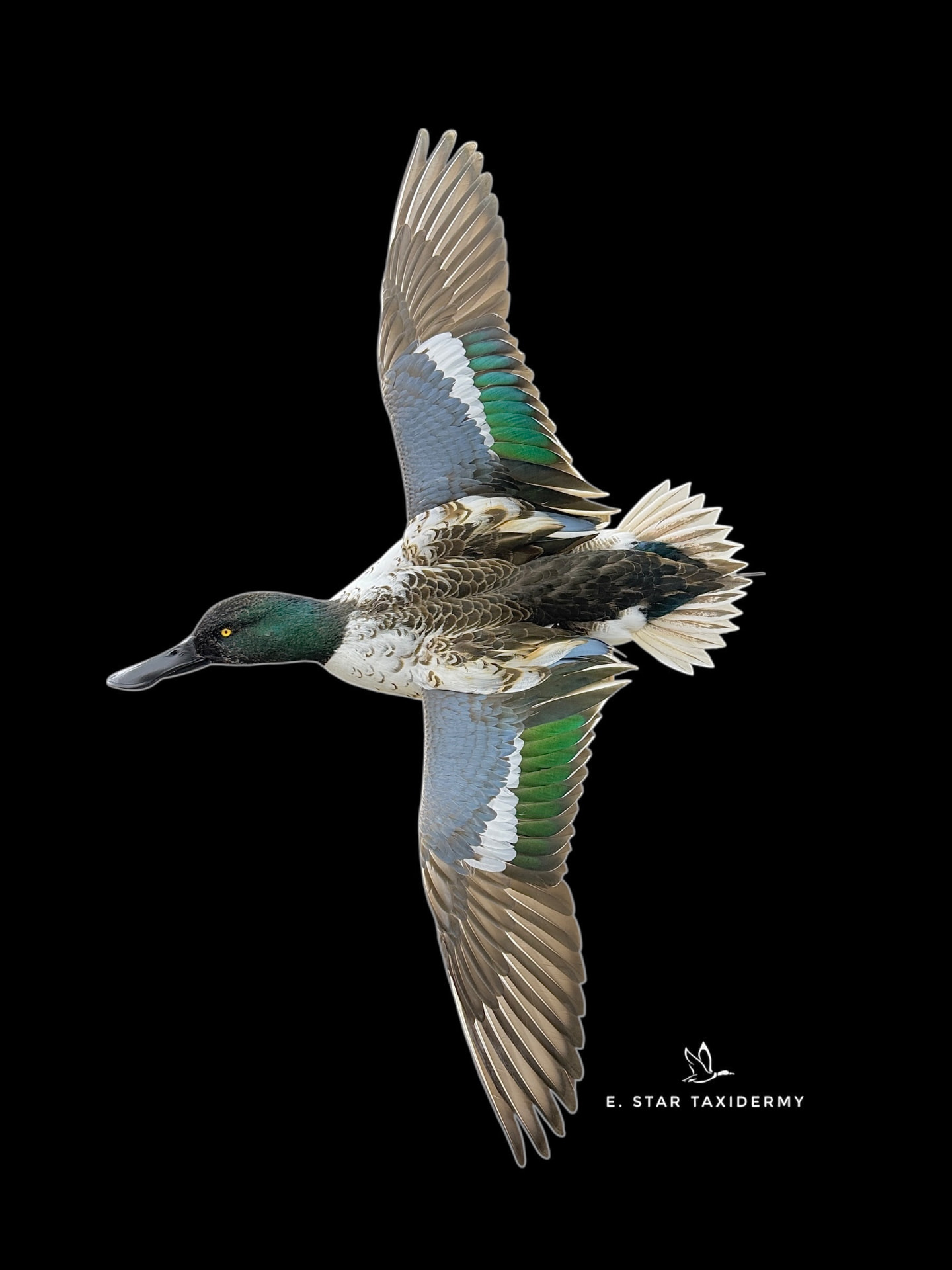 Waterfowl mount by E. Star Waterfowl Taxidermy.