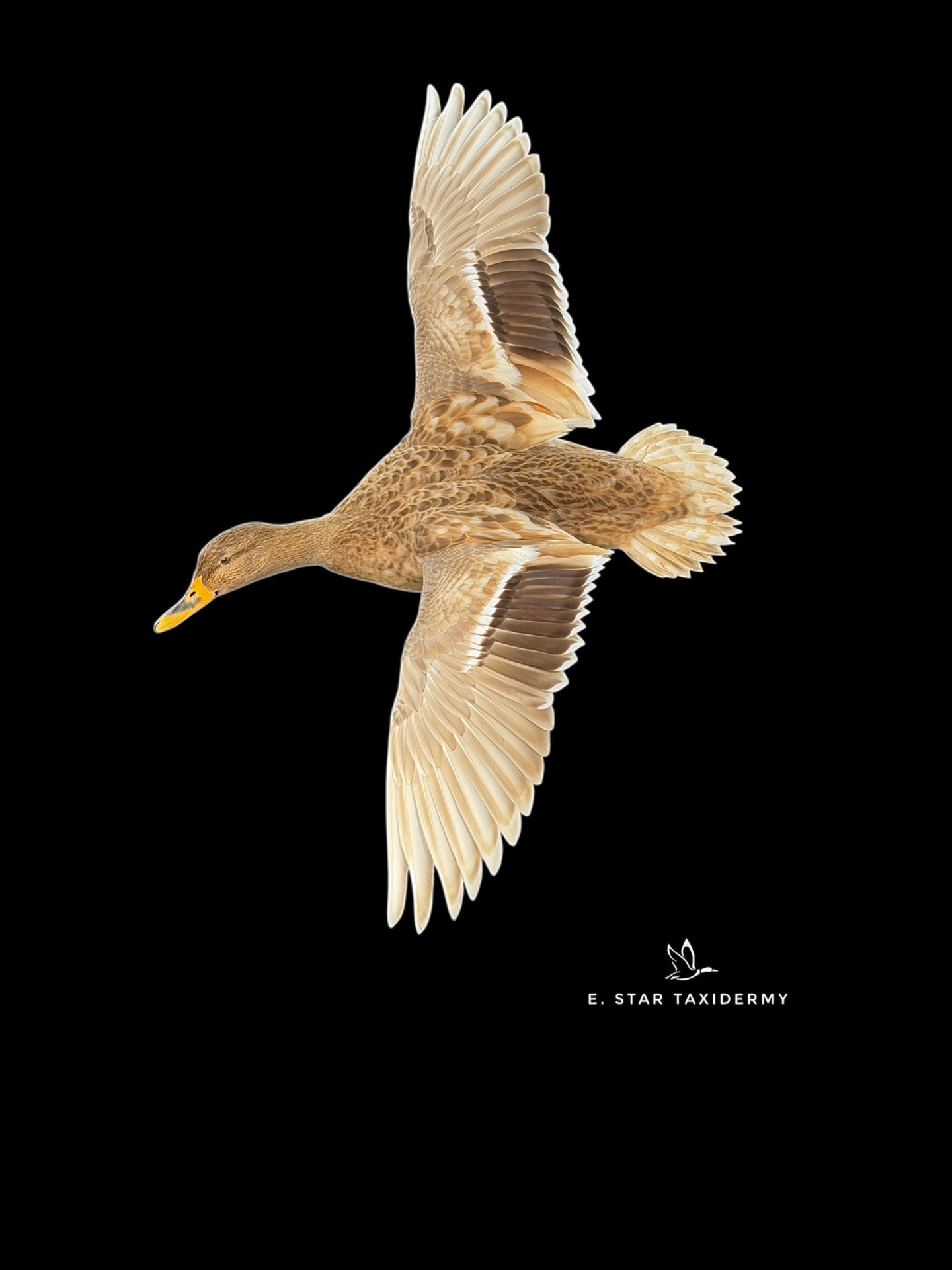 Waterfowl mount by E. Star Waterfowl Taxidermy.