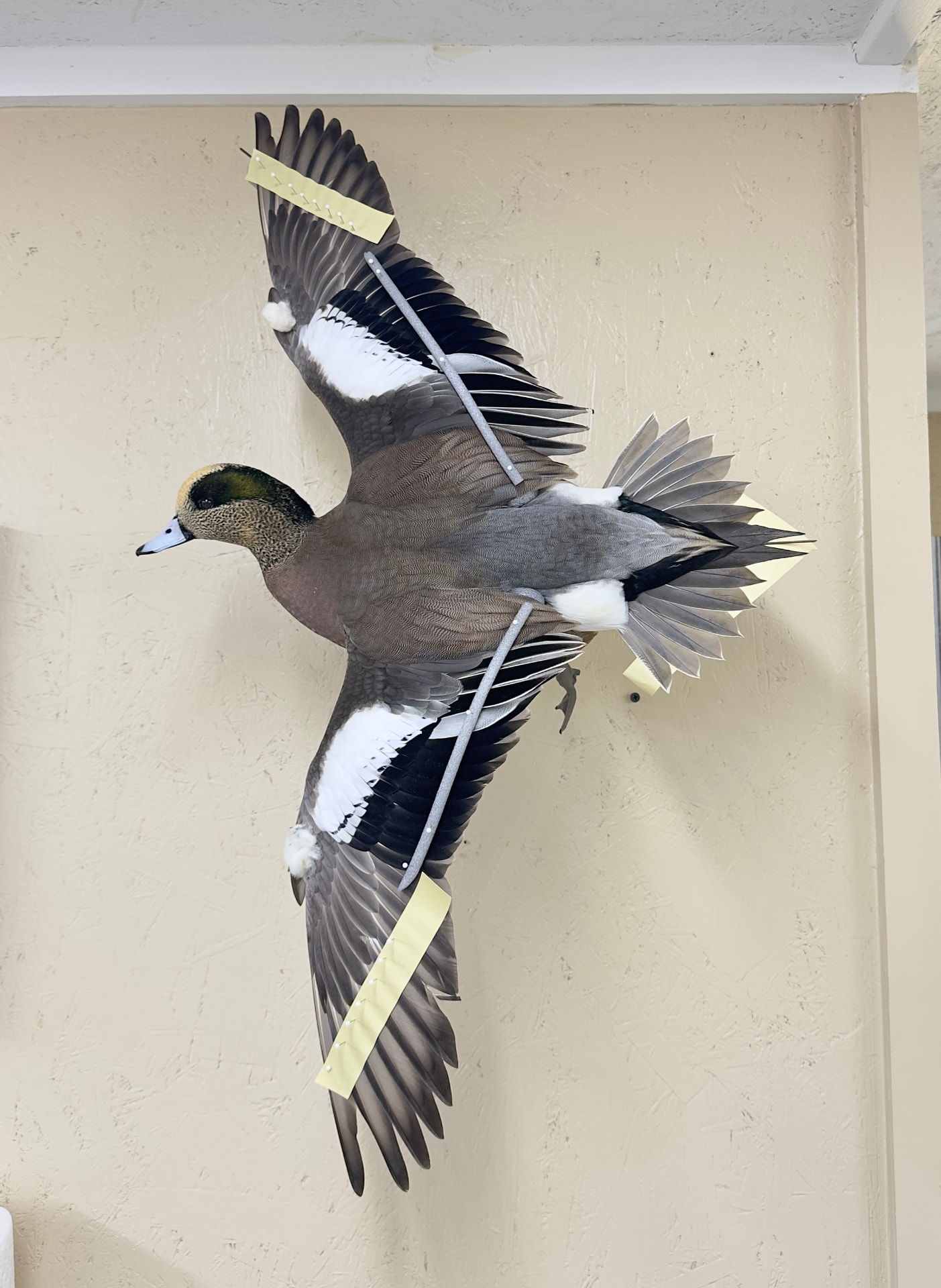 Waterfowl mount by E. Star Waterfowl Taxidermy.