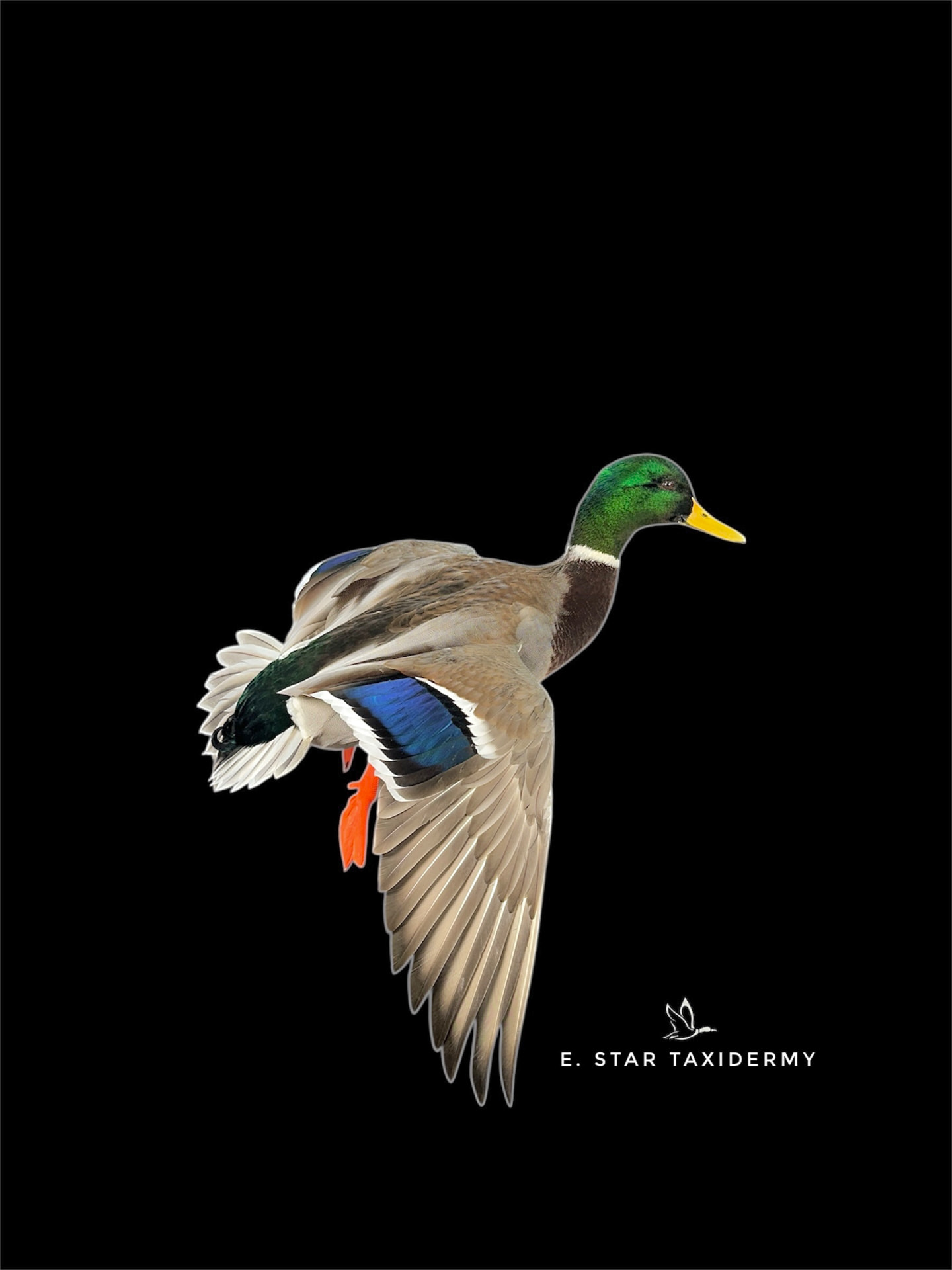 Waterfowl mount by E. Star Waterfowl Taxidermy.